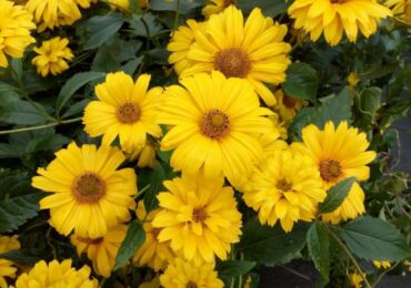 Heliopsis