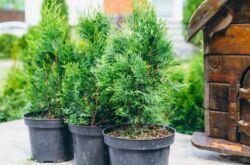 Thuja pulang