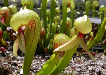 Darlingtonia