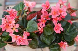 Begonia Elatior