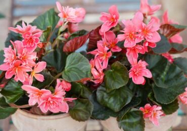 Begonia Elatior