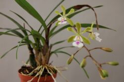 Epidendrum Orchid