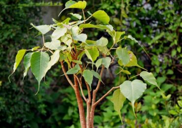 Ficus helig