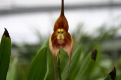 Dracula Orchid