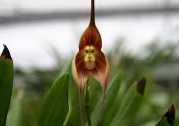 Dracula Orchid