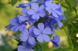 Plumbago (Babi)