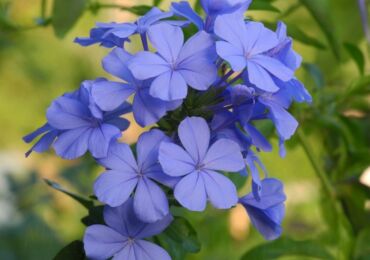 Plumbago (Babi)