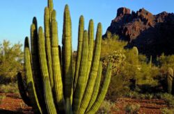 Cereus kaktus