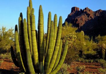 Cereus kaktus