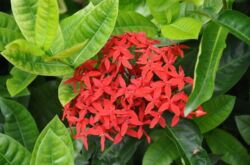 Ixora (Api Kayu)