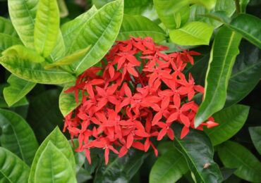 Ixora (Flame of the Woods)