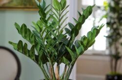 Zamioculcas (Dollarträd)