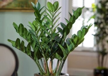 Zamioculcas (Dollarträd)