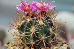 Ferocactus