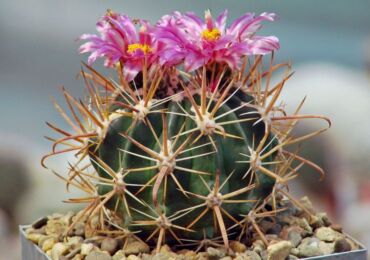 Ferocactus