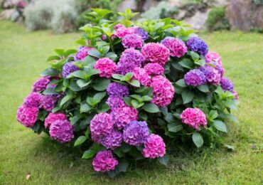 Hortensia