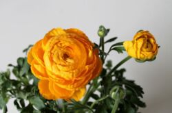 Ranunculus