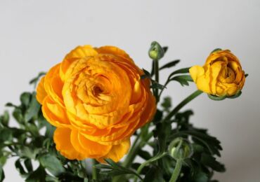 Ranunculus