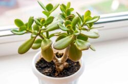 Crassula