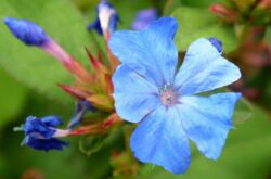 Ceratostigma