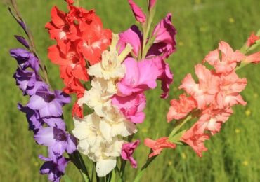 Gladioli