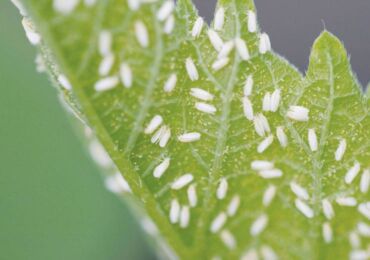 Whitefly