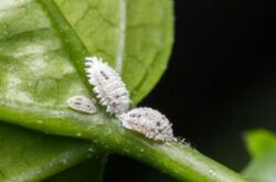 Penyakit Mealybug