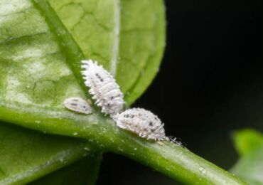 Penyakit Mealybug