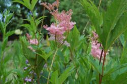 Meadowsweet (meadowsweet)