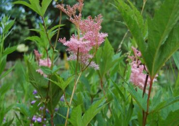 Meadowsweet (meadowsweet)