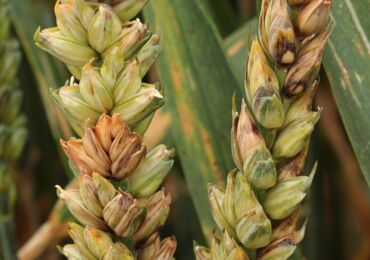 Fusarium