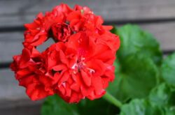 Tanam pelargonium zonal