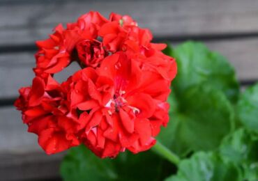 Tanam pelargonium zonal