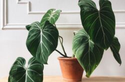 Loji Philodendron