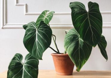 Loji Philodendron