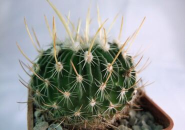 Echinocactus växt