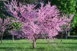 Cercis växt