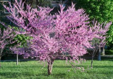 Cercis växt