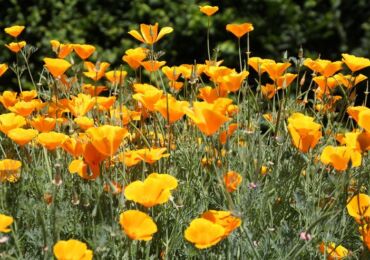 Escholzia växt