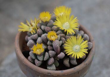 Tumbuhan Titanopsis