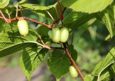 Actinidia växt