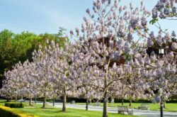 Paulownia växt