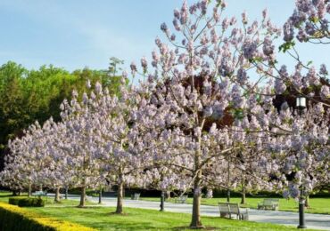 Paulownia växt