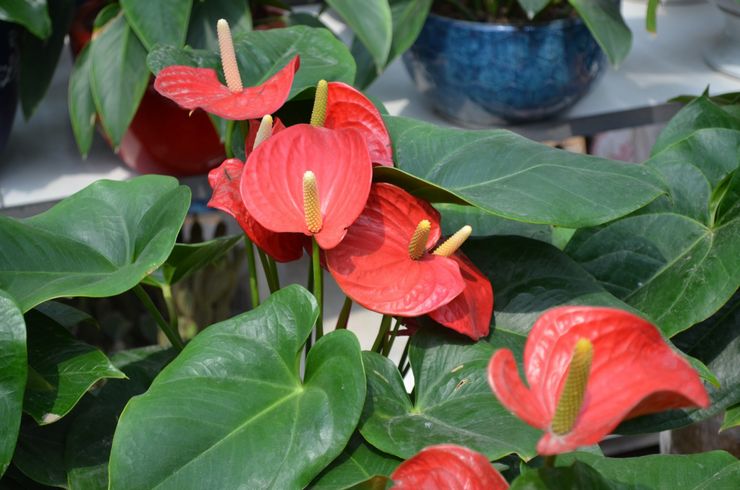 Anthurium Andre