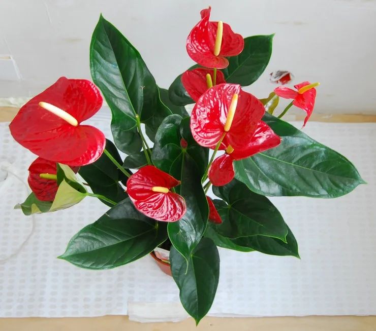 Anthurium vattningsläge