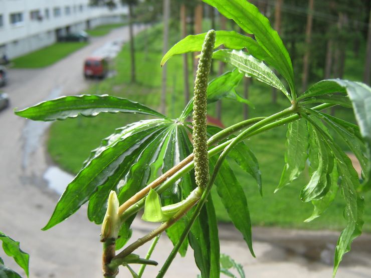 Anthurium Multi-potong