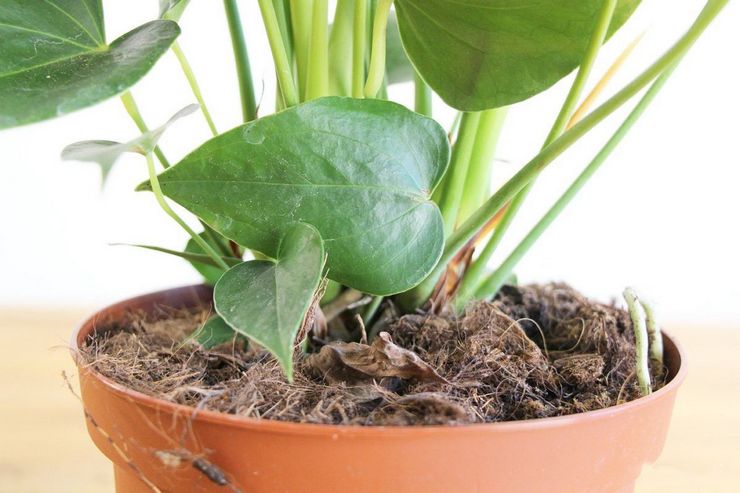 Pembiakan anthurium