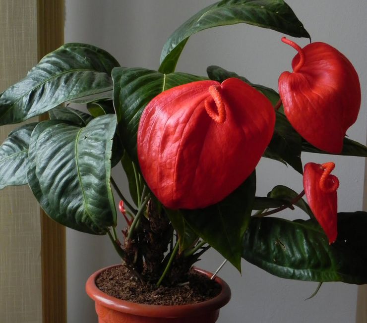 Anthurium Scherzer