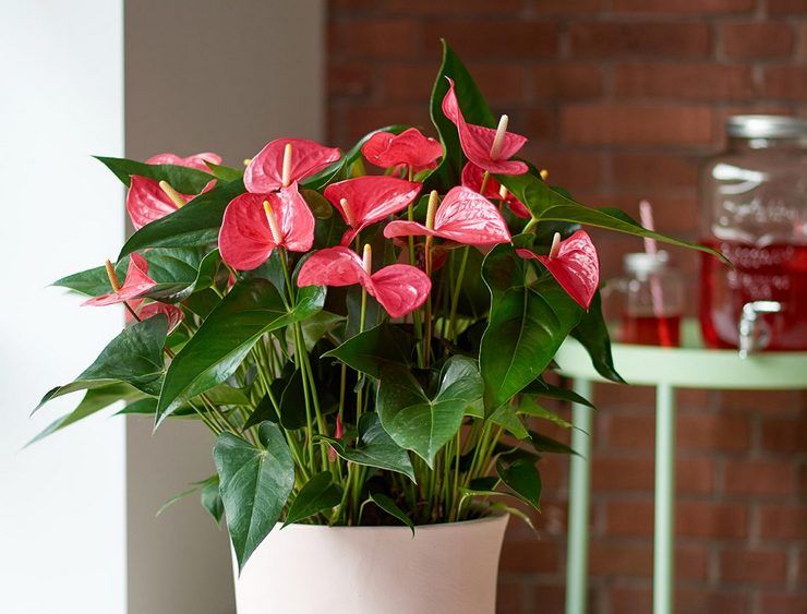 Anthurium vård hemma