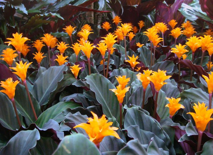 Saffron Calathea